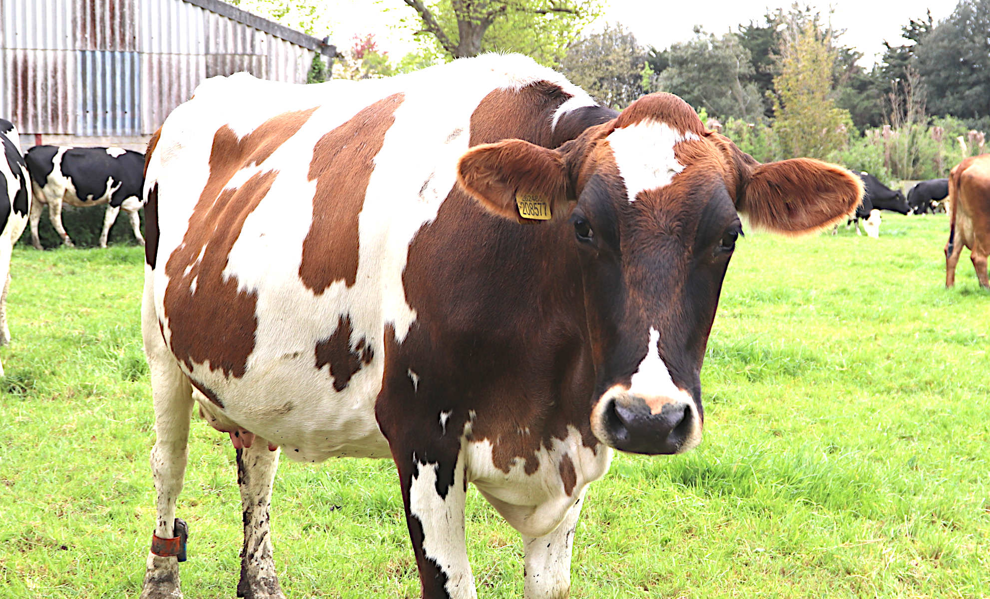 Harriet the cow, wants to know what a hertiage asset is?