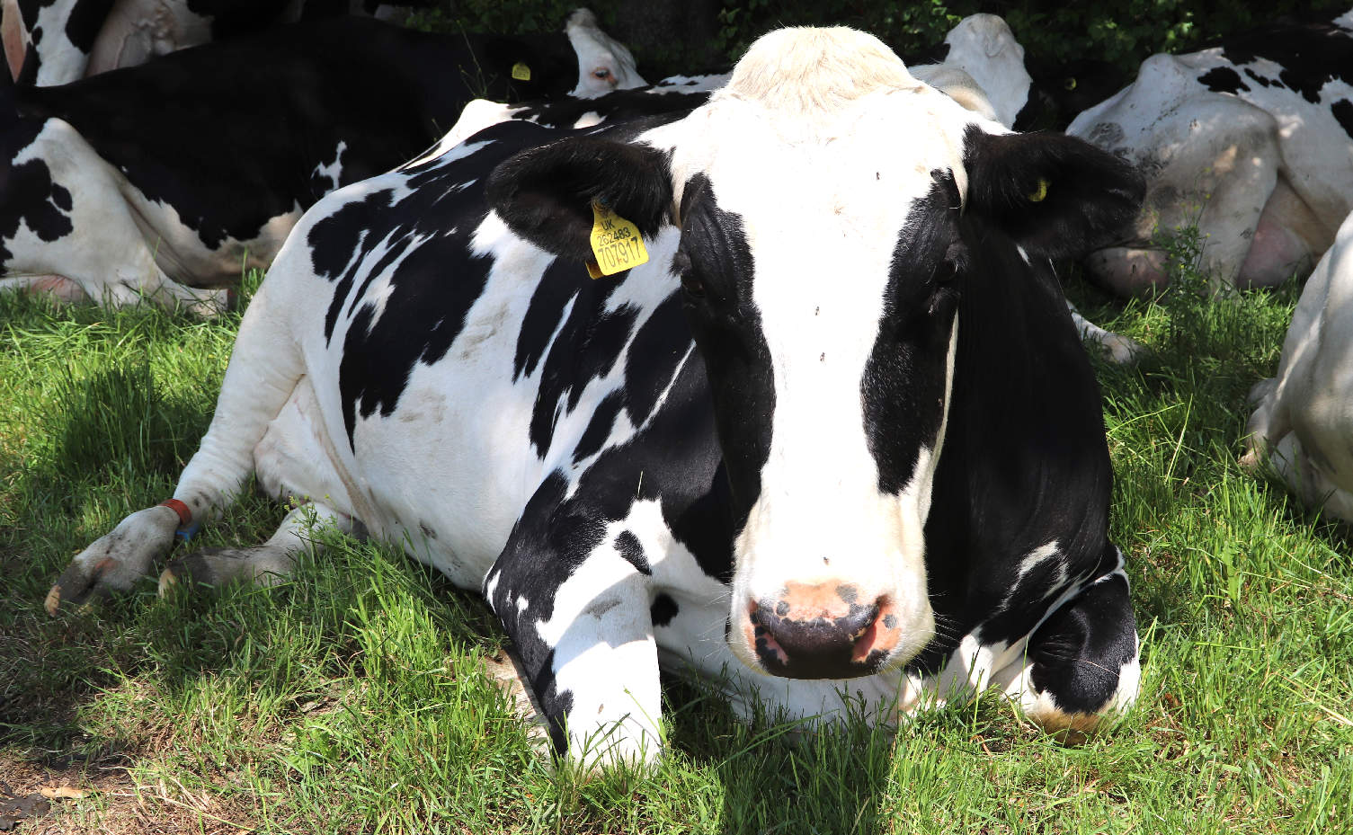 Matilda is a dairy cow with more common sense than local politicians