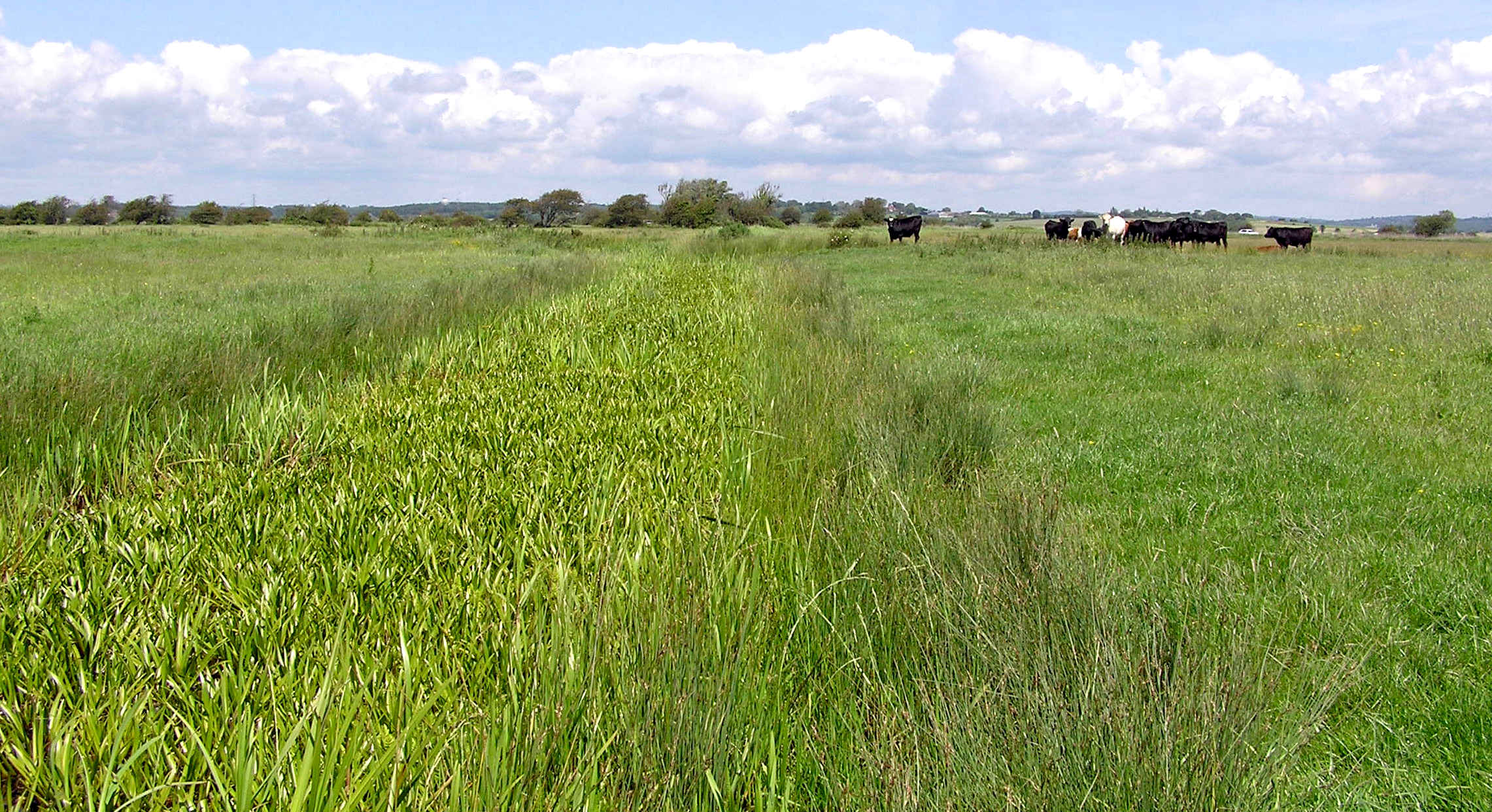 Pevensey Levels showing Herstmonceux Observatory on a hill in the background