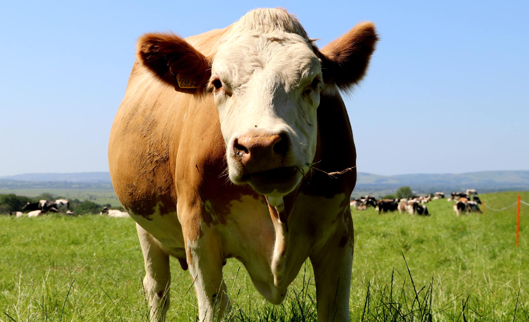 Daisy the cow is worried about the future of life on earth